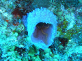 brittle star in azure vase sponge- unexpected florescent color combination