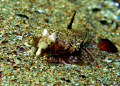 Latin name-Callionymus pusillus.Bulgarian name-Striped sea mouse-female.