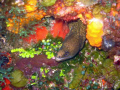 I saw this cute eel on a dive in Cozumel.  It looks like he's smiling :)