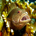Yawning Hawkfish taken with a Canon G9 and Ikelite DS51 strobe