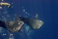 Whale Sharks at Middle Garden, Sharm el Sheik