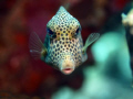 trunk fish somewhere in bonaire