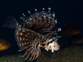 This Juvenile Lionfish was stalking me..haha. Every time I lined up a photo and turned and looked he was swimming by me in full plumage