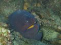 This Moray was take off the coast of Beaufort North Carolina ,I was Diving with Discovery Diving Company. We had a great day in the grave yard....