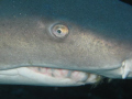 I Got My Eye On You ...This is once again off the coast of  Beaufort North Carolina With Discover Diving.  He liked his belly rubbed.  Once again a great day in the Grave yard. I was takeing a pic of another Sand Tiger when he swam into the shot.