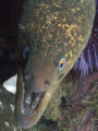 Juvienile moray, back side of Santa Cruz Isl. CA.Channel Islands