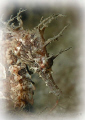 Lined seahorse at the Blue Heron Bridge in Palm Beach, Florida.