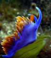 spanish shawl, back side of Santa Cruz Island, Ca. Channel Islands