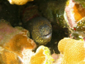 moray Eel