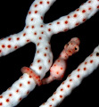 Hippocampus Denise in white variaton.
The size is between 15 and 20 mm.