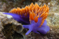 The Spanish Shawl, Flabellina iodinea.  Taken on the back side of Santa Cruz Island, California Channel Islands.