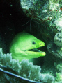 Green Moray and cleaning shrimp, Puerto Morelos, Riviera Maya in Mexico