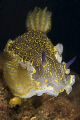 Hypselodoris picta taken with Canon eos 5d and macro 100mm, 2× Ikelite ds200