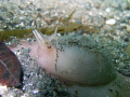 the subject of the image is a moon snail. the picture was taken by a sea & sea dx1200 in puget sound, Washington