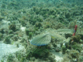 Gurnard spreading it's wings fins?