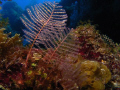 small branch corals hug the reef at Palancar Horseshoe dive site, Cozumel, Mexico