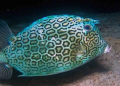 Cowfish on a night dive.  You can see the scratches on the fish.