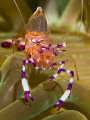 Anemone Shrimp (Periclimenes holthuisi) from Anilao.