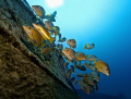 It takes a little time to get this picture, thanks to my buddy who was waiting and gave me the chance to take it.

School of Snappers close to the Shipwreck SeaStar / Grand Bahama
02/2008