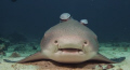 'If we are really quiet, maybe he won't know we're here...' Zebra shark with 'groupies'