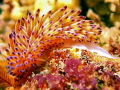 Janolus Nakaza (Gas Flame Nudibranch) taken at Philips Reef in Port Elizabeth. Sony W300 and Fantasea Nano flash