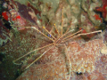 Spider crab