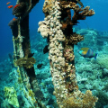 Kingston wreck, parrot fish.