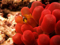 baby clown fish on red anemone