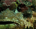 scorpion fish close up.