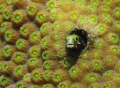 Spinyhead blenny - always so curious.