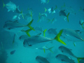 yellowtails swimming