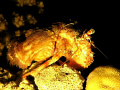 Anemone crab on night dive. Taken on Abu Ramada dive site in Hurghada.