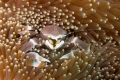 This image of a tiny crab was taken during a Blue Ventures expedition in South Western Madagascar. We were surveying a damaged reef when I found this little guy and his anenome home still alive and well amoung the rubble! Canon G7 with Canon housing.