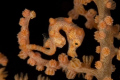 Shot of a Pigmy Sea Horse one a sea fan in Papua New Guinea. Taken in early morning on January 5, 2009 with a Nikon D70 and a 105mm macro lense.