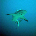 Caribbean Reef shark with hook in mouth and cleaner along for the ride ...(auto level adjusted for contrast)