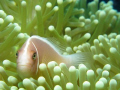 CLOWN FISH - 18 METRES UNDERWATER. USING CANON G9. AM A BEGINNER - SO HAPPY TO SHARE THIS PHOTO