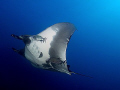 Pacific manta ray at the Boiler at San Benedicto.  E-300 11-22mm.