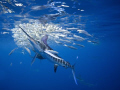 Striped marlin strikes sardines from a baitball. www.marcmontocchio.com