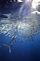 A striped marlin punctures a baitball from below, grabbing at the sardines with his mouth. www.marcmontocchio.com