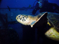 sea turtles were everywhere on the Y-O wreck off the coast of hawaii's big island