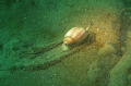 I was sitting on bottom of ocean fixing some equipment when I noticed this small sea snail gliding along the ocean floor.