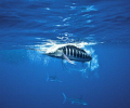 A striped marlin smashes a sardine a few feet off the dome. www.marcmontocchio.com