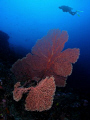 Giant Coral with diver in San agapito point in Verde Island