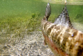 A large rainbow trout swims directly at the camera in the clear waters of the Bighorn River in Montana.
Canon 5d, Ikelite Housing, natural light.