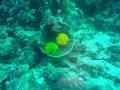 a pair of masked butterfly fish in a montipora coral