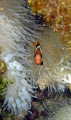 Clownfish in the Majuro Lagoon, Marshall Islands