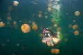 Swimming with jellies in Palau's famous jellyfish lake.