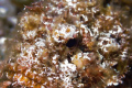 Scorpion Fish taken during night dive in Cozumel 02/15/09