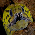 Yellowhead Moray Eel