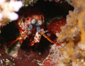 Could be an alien, mantis shrimp or slipper lobster.........observed during a night dive aboard the Ni'a. Canon 40D with a 50mm macro and a Sea & Sea YS-90 strobe.